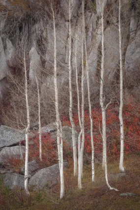 Sentinels