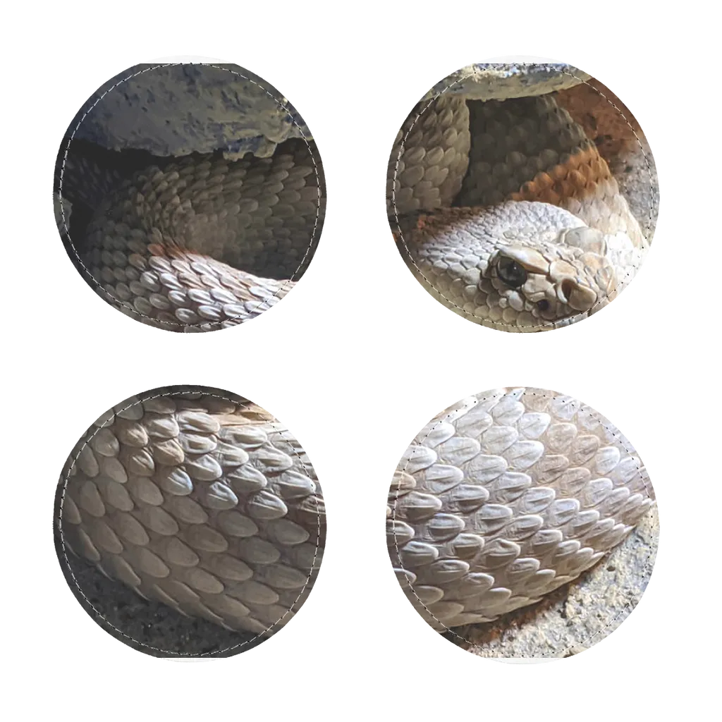 Snake Sublimation Coasters Pack of Four